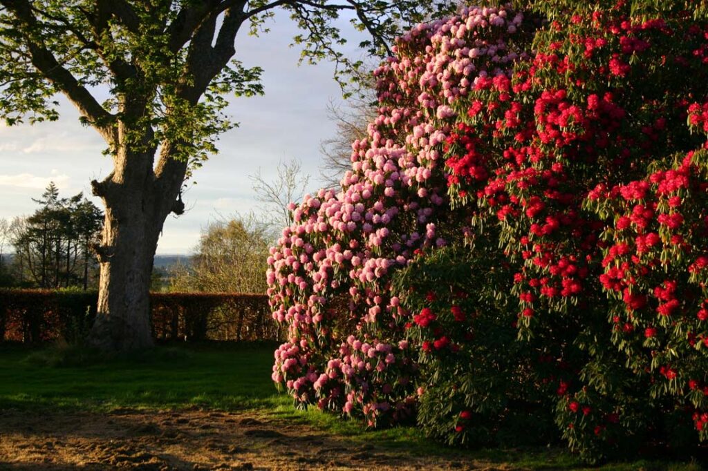The gardens at Blackhills Estate, Moray.